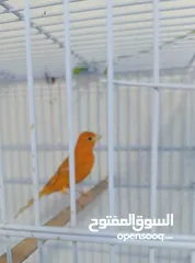  3 فحل مشمشي نخب نار