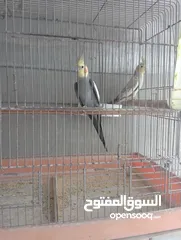  1 جواز الصلاة النبي حبات جانبو وكفالة شغل