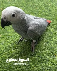  2 فرخ كاسكو للبيع