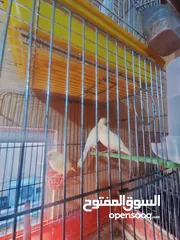  5 طيور كناري 25 طير صحه ونظافة ميه ميه+ 3 مطاير جداد+7 كفاص جداد الوان  مشمشي+ذهبي+جزري+لموني+أبيض