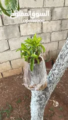  1 كافة الخدمات والأعمال الزراعية بأحدث الطرق العلمية