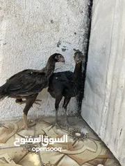  5 ‏متاح فرختين بناديق أذناب مستواهن الصلاة على النبي للبيع او للبدل علا طيورالموقع عجلون قرية سفينه