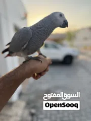  4 كاسيكو سوبر جامبو 5 شهور