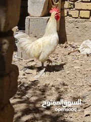  2 ديج عربي ابيض جاهز