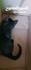  5 قطط للبيع العمر شهرين