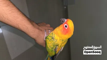  5 صن كنيور اليف جدا و لعوب للبيع لعدم التفرغ