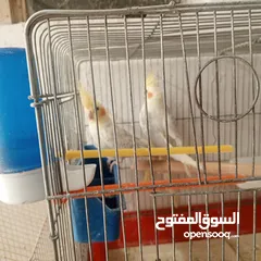  5 حبتين كوكتيل.   وما بعض..وهاديات مع قفص اربع معالف
