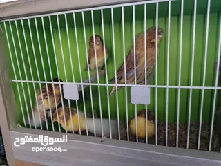  8 جلوستر مخاليف جلوستر..............