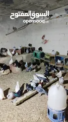  1 حمام للبيع اجنبي اجواز وفي بلدي اكمن حبه مشكل مشاء الله يطرح البركه لاصحاب النصيب
