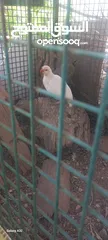  3 حجل للبيع ذكور عدد2 واحد ابيض  واجد بلدي