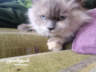  1 قطه انثى موقع ضاحية الامير حسن