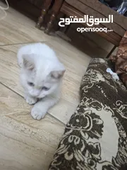  5 قط للبيع لعوب وحنون
