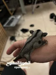  4 sugar glider