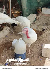  2 حبش ابيض للبيع