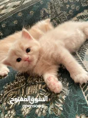  2 قطط سكوتش فولد للبيع