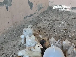  7 صيصان براهما مستويات عالية