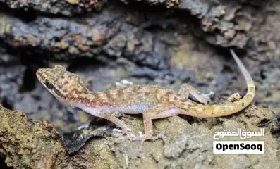  2 مكافحة الحشرات والقوارض والنمل