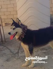  1 كلب هاسكي مالموت