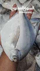  13 أسماك طازجة يوميا