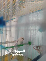  5 طيور حب مع فراخ شغالين للبيع