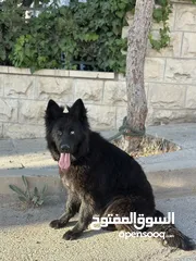  1 انثى رويال بلاك Female German Shepard Royal Black 10 months
