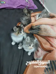  5 قطط كاليكو مكس شيرازي عمر شهرين