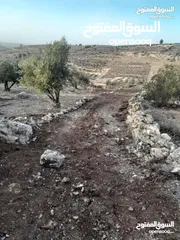  1 ارض مزروعة زيتون للبيع \ صوريف