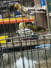  1 كنار للبيع الحبة