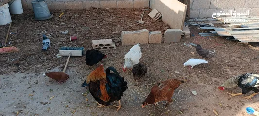  16 دجاج للبيع