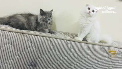  1 2 months old Persian kitten