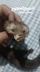  3 حيوان mink محنط الحيوان نادر