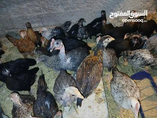  14 فرخات عمر 3 شهور وشهرين ونص