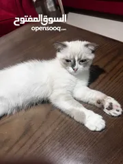  6 قط ذكر سكوتش فولد مكس شيرازي