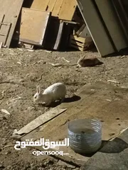  2 جوز أرانب كبار للبيع الانثى عشار فرنسيه لون ابيض والذكر لون عسلي وصحه ممتازه جدا