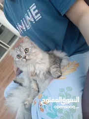  3 قطه شيرازي خمس شهور للبيع