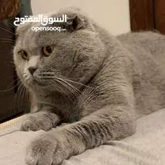  7 ذكور للتزاوج سكوتش فولد جولد ny11مستورد وسكوتش سلفر شيدد سكوتش ستريت سلفر شيدد سكوتش فولد بلو جولدن