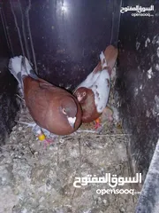  1 جواز تحظين