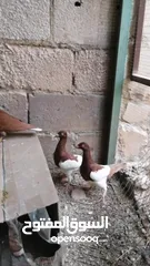 13 حمام جواز وفلت
