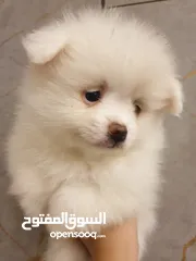  11 جراء بوميريان اصغر حجم تيكب