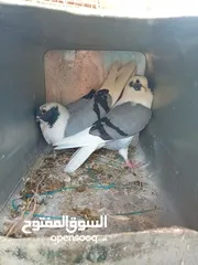  3 حمام للبيع جواز