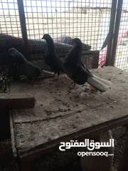  2 تور شعل للبيع