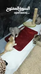  5 Scottish kittens