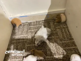  17 hamster هامستر للبيع عدد 7