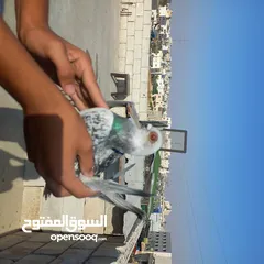  7 حمام كش  نضيف