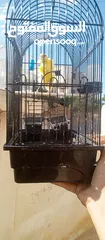  9 طيور للبيع