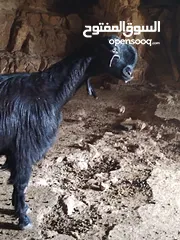  5 ثنايا شاميات  نخب كفاله حليب