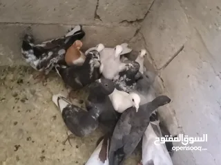  3 حمام فرخ 20 طير  كش