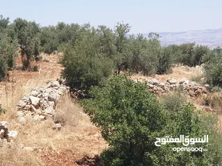  10 ارض 6 دونمات مزروعة زيتون في الصبيحي سعر مغري 100000 قرب التنظيم