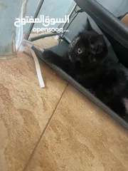  2 قططط من نوع سيامي ذكر و انثى
