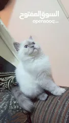  5 انثى شيراز هملايا عمر شهرين وذكر هملايا اورانج عمر 3شهور